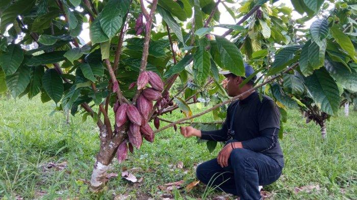 PROSPEK HILIRISASI - Tanaman kakao milik Tinus warga Desa Sajau Metun, Tanjung Palas Timur, Kabupaten Bulungan, Kalimantan Utara. Pemkab Bulungan mendorong agar pengembangan kakao fokus pada hilirisasi, tidak hanya menjual biji mentah, Kamis (15/1/2026).