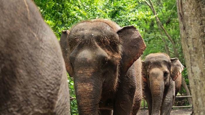 Kawanan gajah Sumatera yang ada di Bali Zoo.