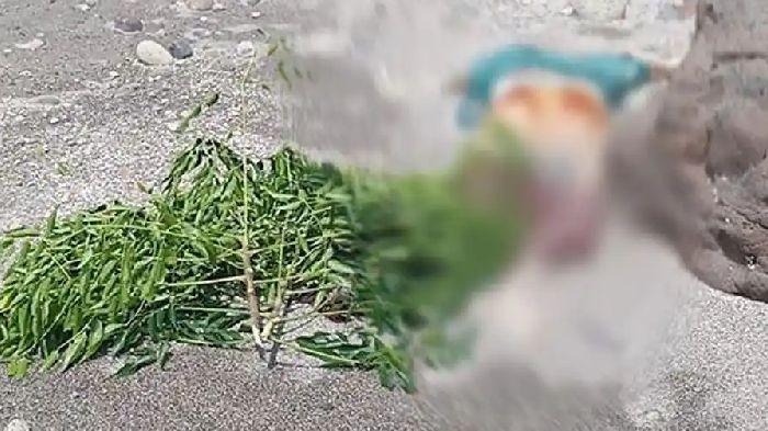 PENEMUAN MAYAT - Penemuan sesosok mayat yang diduga seorang perempuan di kawasan Pantai Ujong Seukee, Kecamatan Sukakarya, Kota Sabang, Kamis (15/1/2026). 