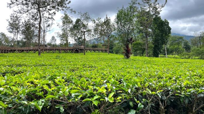 20260116_Tambi Tea Resort yang ada di Wonosobo_3