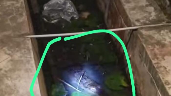 Seekor anak buaya ditemukan di saluran drainase masjid madaniah pasangkayu