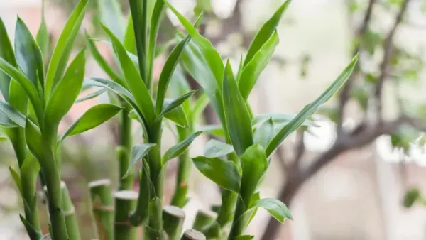Close-up of a green lucky bamboo plant, showing its stalks and branches in detail.