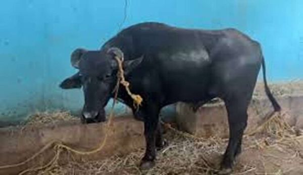 When a Buffalo Became the Judge