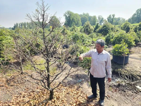 Tết này, về Bình Lợi dạo đường hoa mai vàng dài 3km - Ảnh 5.