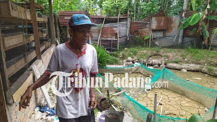 KEKERINGAN DI PADANG- Seorang warga menunjukkan kondisi kolam ikan miliknya yang mengering di kawasan Kelurahan Pasar Ambacang, Kecamatan Kuranji, Kota Padang, Sumatera Barat, Sabtu (17/1/2026). Terputusnya aliran irigasi pascabanjir bandang yang merusak Bendungan Gunung Nago membuat ekonomi warga juga terganggu.