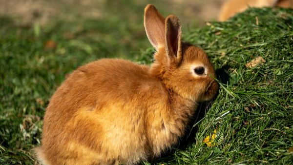 (Image Source: Canva)