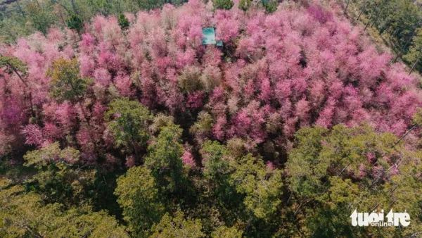 đà lạt - Ảnh 1.