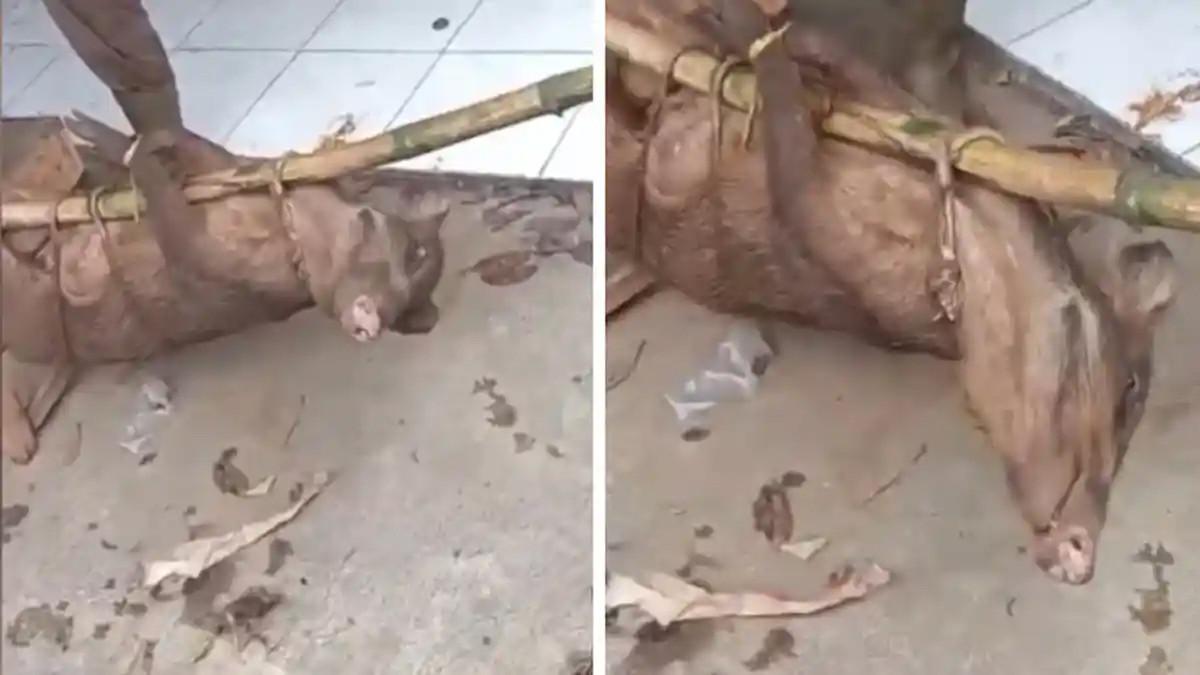 DIDUGA BABI NGEPET - Ilustrasi babi. Seorang warga bernama Hariyanto (43) disebut menangkap babi ngepet pada Jumat (16/1/2026) pagi.