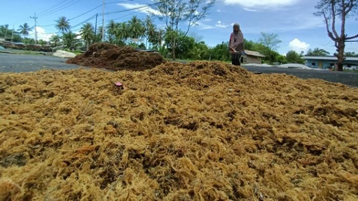 PETANI RUMPUT LAUT - Lokasi Kelurahan Pantai Amal menjadi titik rencana dibangunnya resi gudang untuk menampung hasil panen petani rumput laut. TRIBUNKALTARA.COM/ANDI PAUSIAH