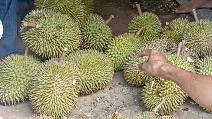 O- WARGA MALINAU KOTA)PANEN MELIMPAH - Warga Kecamatan Lumbis, Nunukan, saat mengangkut hasil panen menyusuri jalur sungai. Saat ini banyak warga Malinau berburu buah eksotis ini di daerah tetangga