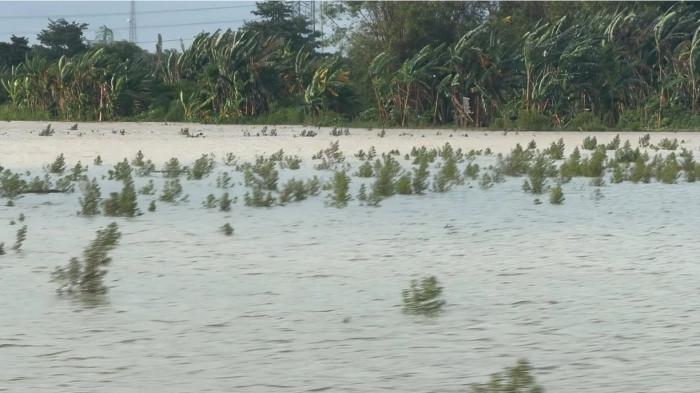 3Pemerintah Provinsi Jawa Tengah sudah mengajukan klaim asuransi usaha tani padi (AUTP)