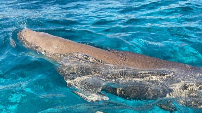 Mawar, dugong jantan penghuni Teluk Kabola di kawasan SAP Selat Pantar, Alor, Nusa Tenggara Timur.