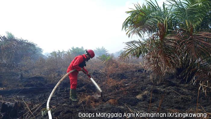 KEBAKARAN HUTAN - Personel Daops Manggala Agni Kalimantan IX/Singkawang melakukan pemadaman kebakaran hutan dan lahan (karhutla) di Desa Selakau Tua, Kecamatan Selakau Timur, Kabupaten Sambas, Kabupaten Sambas, Senin 19 Januari 2026. Lokasi kebakaran berada pada titik koordinat N 1.07863° dan E 109.10167°. Jumlah area terbakar diperkirakan sekitar 29,4 hektar.