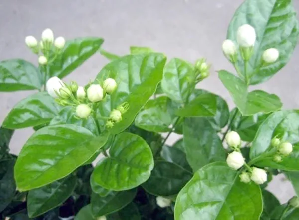 thảo dược - Ảnh 4.