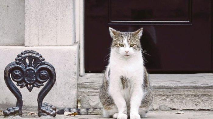 Larry, si kucing penunggu Downing Street 10