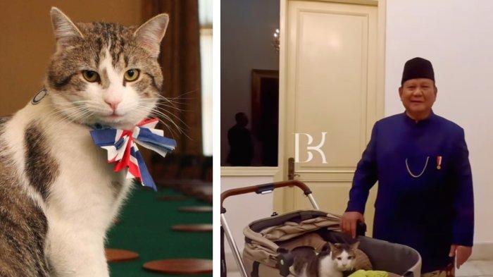 Larry kucing PM Inggris (kiri) dan Prabowo bersama kucing kesayangannya Bobby di Istana.