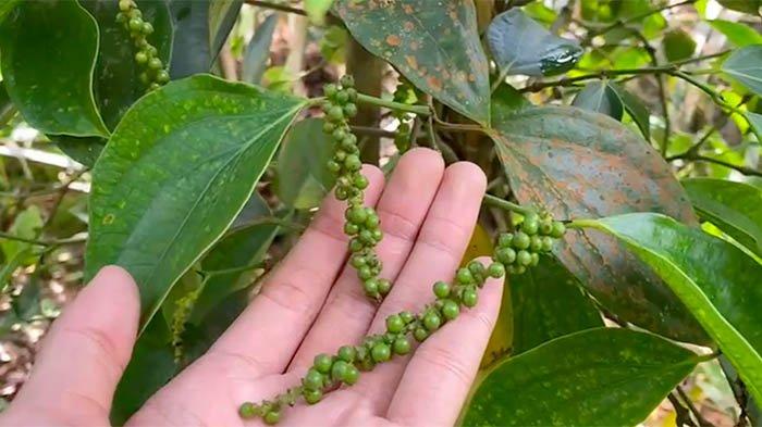 Lada putih Bangka yang masih melekat di pohon. Foto diambil Minggu (8/12/2024).