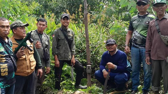 KAMERA TRAP - Tim gabungan memasang 2 kamera trap di lokasi munculnya 3 ekor harimau sumatera di Desa Pulau Muda, Kecamatan Teluk Meranti, Kabupaten Pelalawan, Riau pada Selasa (20/1/2026) lalu.