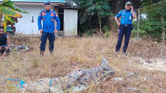 BUAYA DITANGKAP - Tampak buaya hasil pancingan tadi malam berhasil tertangkap dan dievakuasi PMK Tarakan sebelum diserahkan ke penangkaran, Rabu (21/1/2026). (Istimewa/PMK Tarakan)