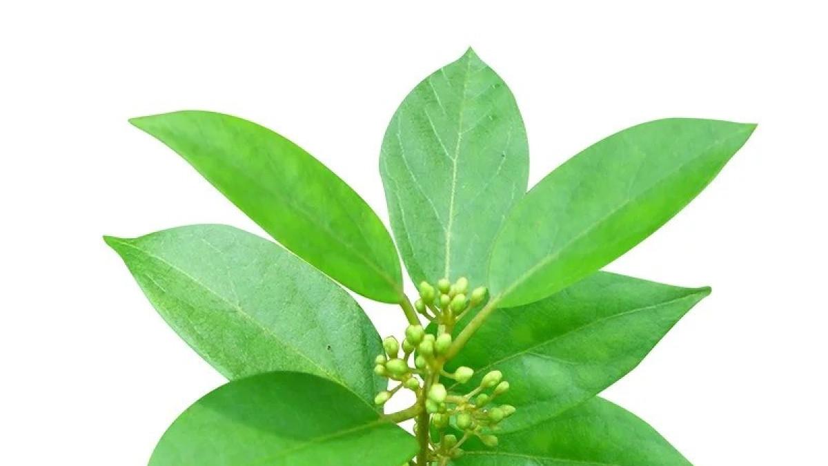 Ilustrasi daun Gymnema sylvestre, tanaman yang mampu menurunkan kadar gula darah