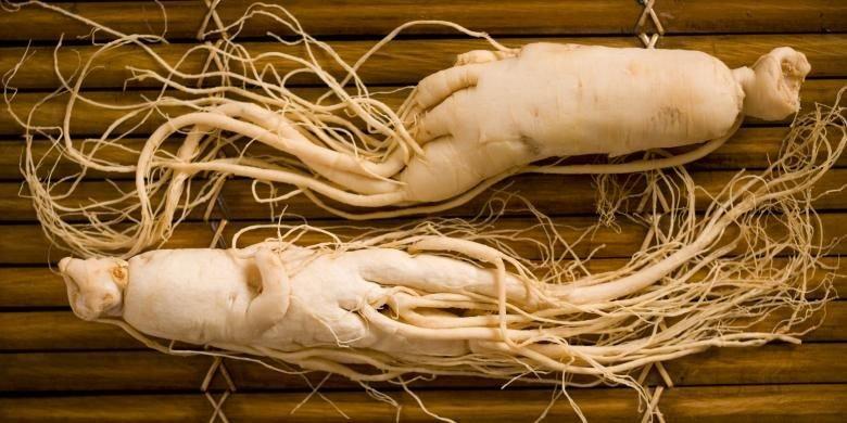 ilustrasi ginseng, tanaman yang memiliki manfaat untuk menstabilkan kadar gula darah