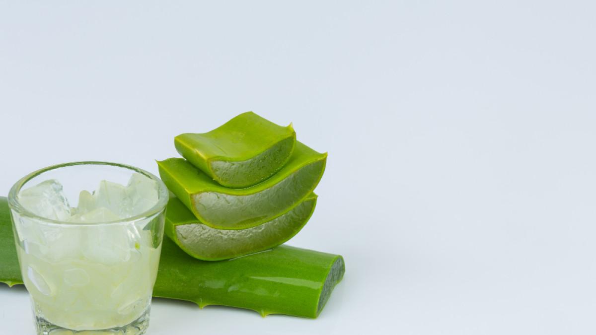 Ilustrasi lidah buaya atau aloe vera, tanaman yang bagus untuk menstabilkan kadar gula darah