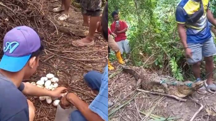 PENYELAMATAN BUAYA MUARA – Tim petugas bersama pawang buaya berhasil menangkap induk buaya sepanjang 2,4 meter beserta 38 telurnya di Dusun Jawi-Jawi, Desa Kire, Kecamatan Budong-budong, Mamuju Tengah, sebelum dipindahkan ke penangkaran untuk keselamatan buaya dan warga.