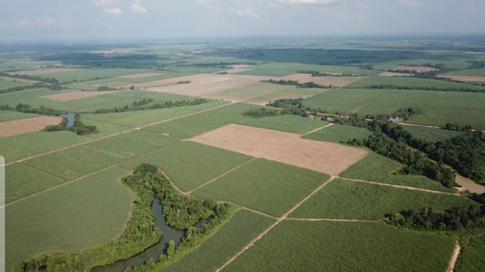 Pemerintah pusat resmi mencabut sertifikat Hak Guna Usaha (HGU) seluas 85.244,925 hektar di Lampung yang sebelumnya tercatat atas nama enam anak usaha ​PT Sugar Group Company (SGC).