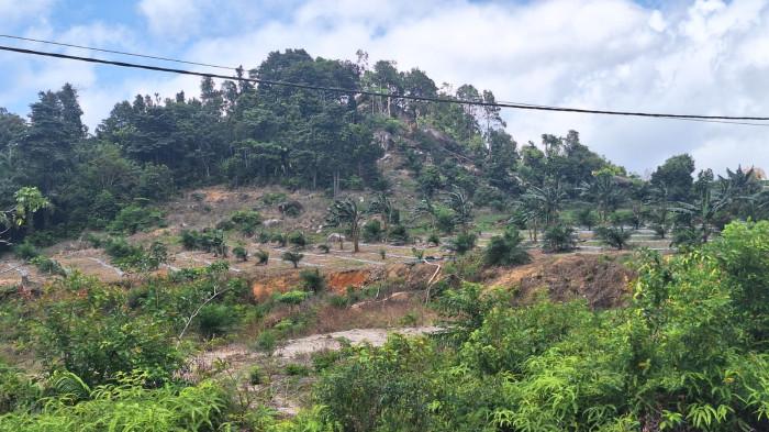 ALIH FUNGSI BUKIT - Kondisi kawasan perbukitan  yang banyak berubah menjadi kebun sawit serta sejumlah titik kerusakan alur sungai di kawasan Desa Lubuk Pabrik sampai dengan Lubuk Lingkuk, Kecamatan Lubuk Besar, Kabupaten Bangka Tengah dalam beberapa waktu terakhir.