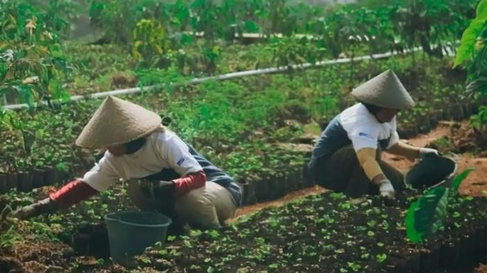 Para petani Desa Sejahtera Astra Cikajang merawat bibit kopi di kebun daerah Garut.
