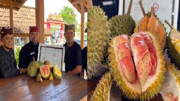 DURIAN MERAH - Durian merah Banyuwangi ditetapkan sebagai produk Indikasi Geografis (IG). Komuditas hortikultura khas Banyuwangi ini menjadi yang pertama kali diterbitkan di Indonesia untuk buah durian, Rabu (21/1/2026).