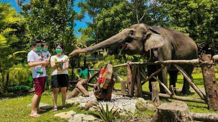 Pengunjung memberi makan gajah di Kebun Binatang Gembira Loka.