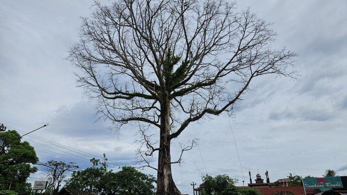 POHON RANDU ALAS: Pohon randu alas ikon Lapangan Desa Tuksongo, Kecamatan Borobudur, Kabupaten Magelang, Rabu (14/1/2026). Pemkab Magelang menggandeng UGM untuk mengkaji kondisi pohon tersebut