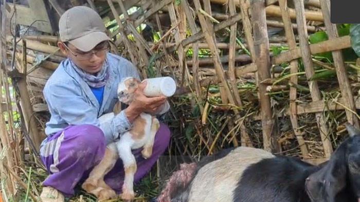 DISERANG HEWAN BUAS - Peternak Desa Ngranget, Kecamatan Dagangan, Kabupaten Madiun, Parminto, mengecek kondisi kambing miliknya, Senin (26/1/2026). Belasan hewan ternak di 3 desa di Kecamatan Dagangan, dilaporkan luka diduga diserang hewan buas