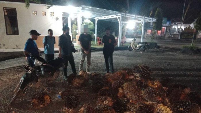 RINGKUS - Tekab 308 Polsek Pakuan Ratu ringkus pelaku curat 56 tandan sawit segar di areal perkebunan sawit PT AKG.