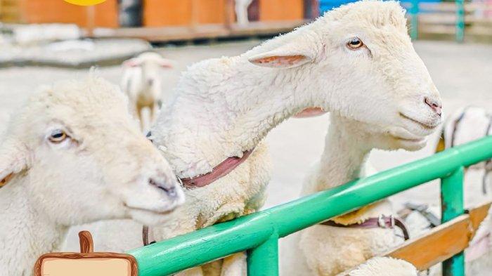 Ilustrasi wisata di Bandung, Farm House Lembang