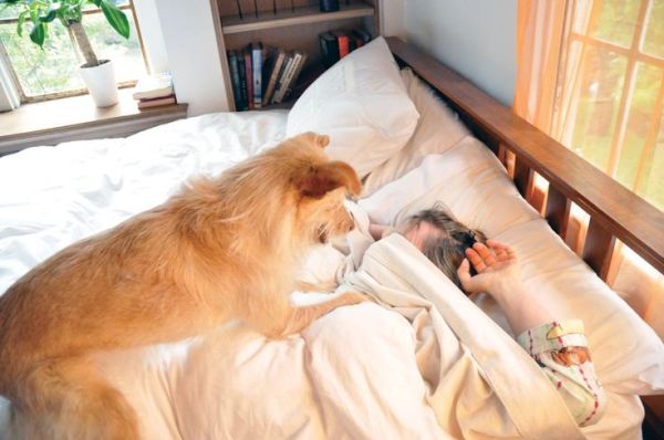 This may contain: a dog laying on top of a bed next to a person