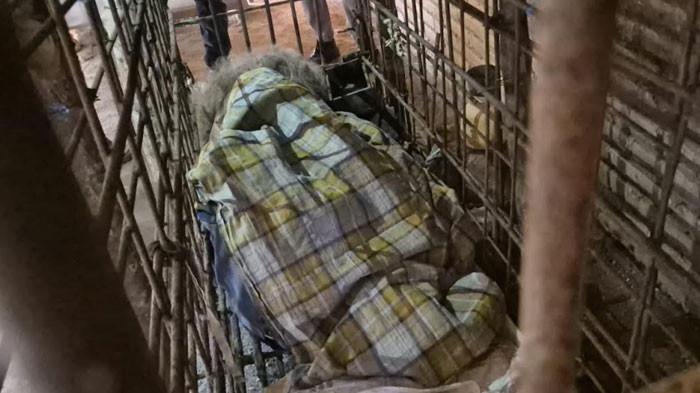 TINGGAL DI KANDANG BESI - Mbah Kirno (60) warga Dusun Gombak, Desa Temon, Kecamatan Sawoo, Kabupaten Ponorogo, Jawa Timu dikerangkeng di kandang besi. Mbah Kirno hidup di kandang selama 20 tahun, Rabu (28/1/2026).