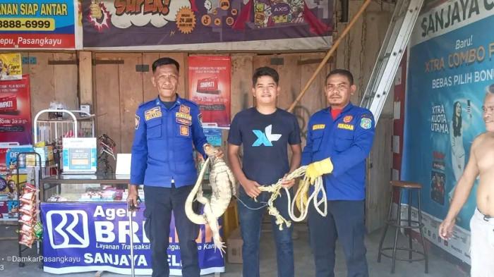 EVAKUASI BIAWAK - Damkar Pasangkayu evakuasi biawak besar di atas plafon rumah warga di Jalan Andi Depu, Kecamatan Pasangkayu, Kabupaten Pasangkayu, Rabu (14/1/2026).