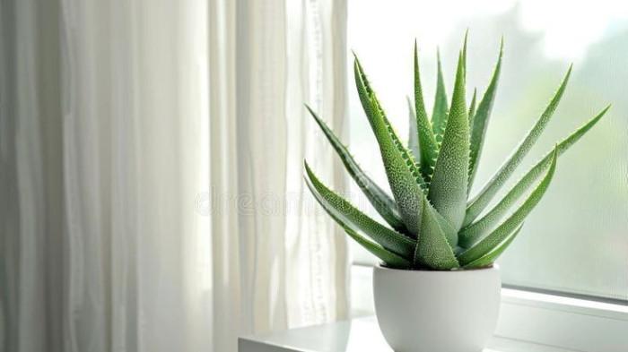 Lidah Buaya Indoor