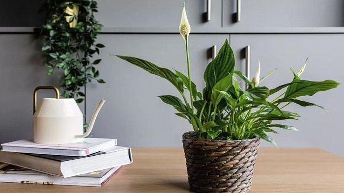 Bunga Peace lily yang cantik