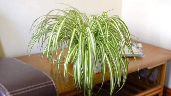 Tanaman Spider Plant