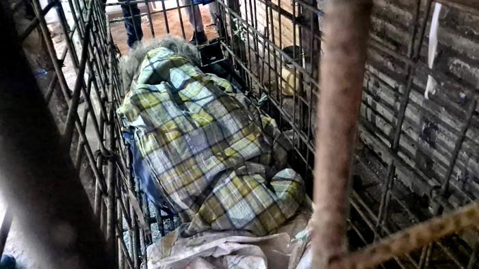 DIKURUNG - Mbah Kirno (60) warga Dusun Gombak, Desa Temon di Kecamatan Sawoo, Kabupaten Ponorogo, Jawa Timur, dikurung dalam kandang besi selama 20 tahun hidupnya, Rabu (28/1/2026). Keputusan ekstrem ini diambil oleh pihak keluarga, karena meyakini Mbah Kirno memiliki ilmu sakti yang tidak mampu dikendalikan oleh batinnya.