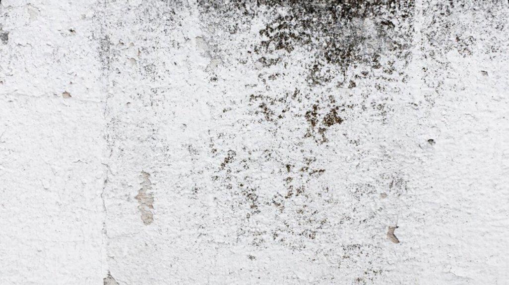 Ilustrasi black mold pada dinding.