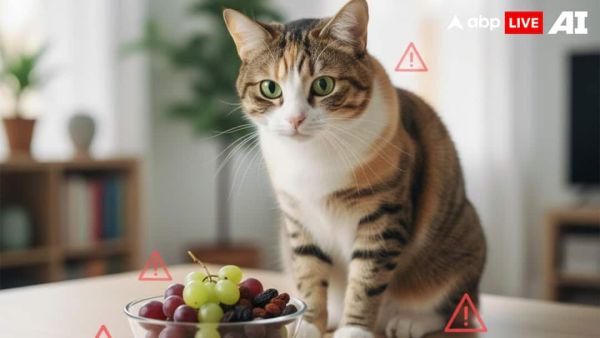 (Image Source: ABPLIVE AI)