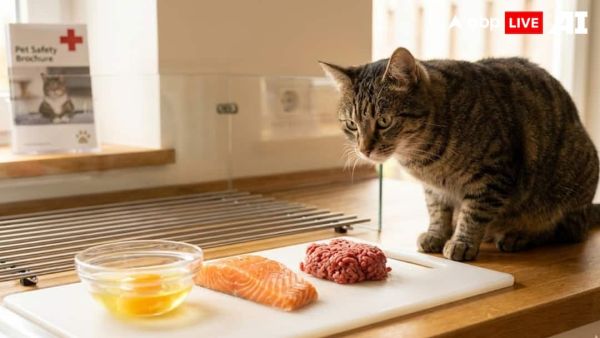 (Image Source: ABPLIVE AI)