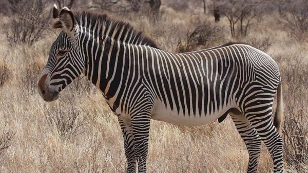 (Image Source: Pinterest/ Loutheloopy)