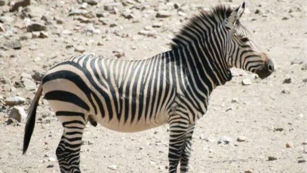 (Image Source: Pinterest/ khairunnisadavina182)