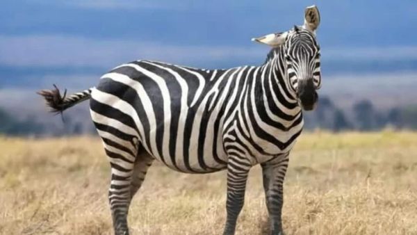 (Image Source: Pinterest/ khairunnisadavina182)