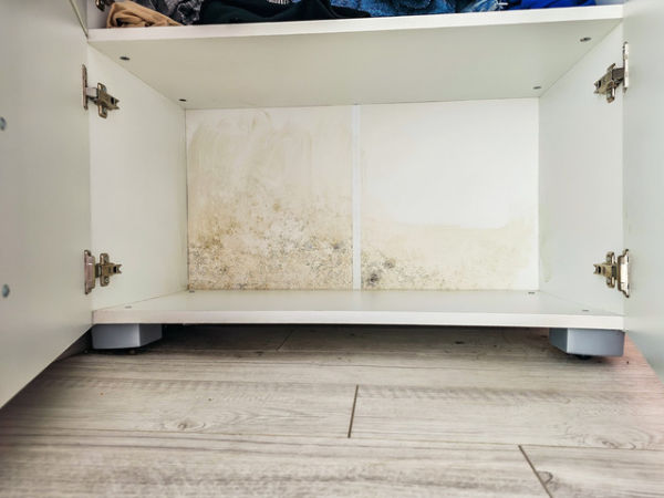 Ilustrasi lemari berjamur. Foto: Slapik/Shutterstock